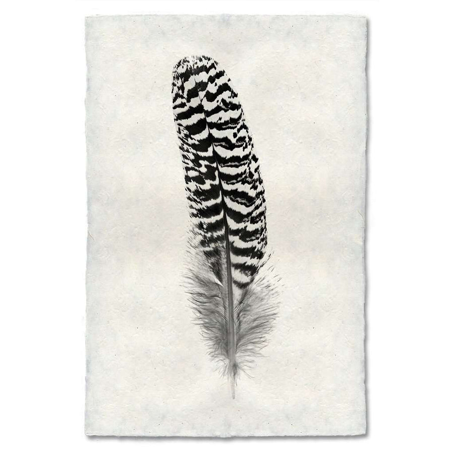 Feather Study #13 Print - BARLOGA-FeatherStudy#13Print