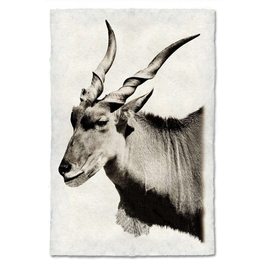 BARLOGA- SafariElandPrint - Parent  - Safari Eland Print