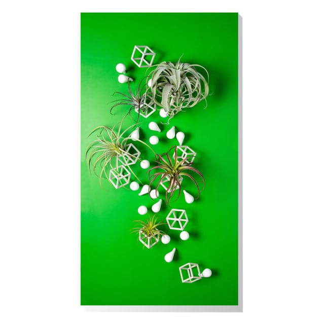 Green Wall, Tillandsia Mix W/ Cubical & Fig Wall Play-Gold Leaf Design Group-GOLDL-ART8541-50W-Decor-1-France and Son