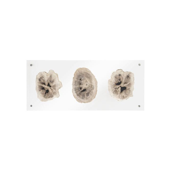 Floating Petrified Slice Wall Art-Phillips Collection-PHIL-ID97236-Wall ArtSingle-11-France and Son