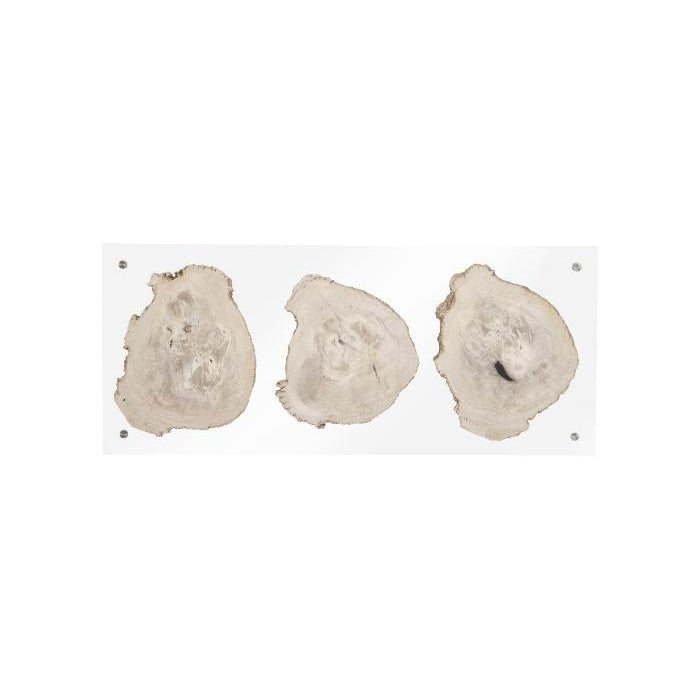 Floating Petrified Slice Wall Art-Phillips Collection-PHIL-ID97236-Wall ArtSingle-12-France and Son
