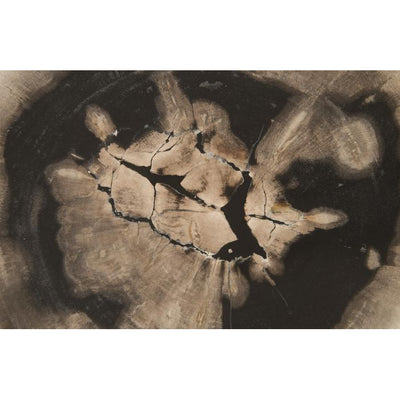 Floating Petrified Slice Wall Art-Phillips Collection-PHIL-ID97236-Wall ArtSingle-3-France and Son