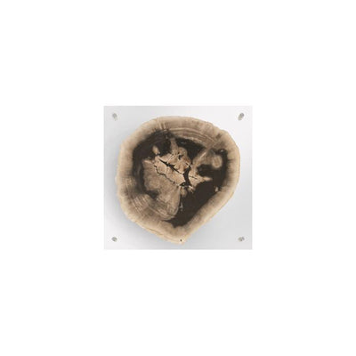 Floating Petrified Slice Wall Art-Phillips Collection-PHIL-ID97236-Wall ArtSingle-1-France and Son
