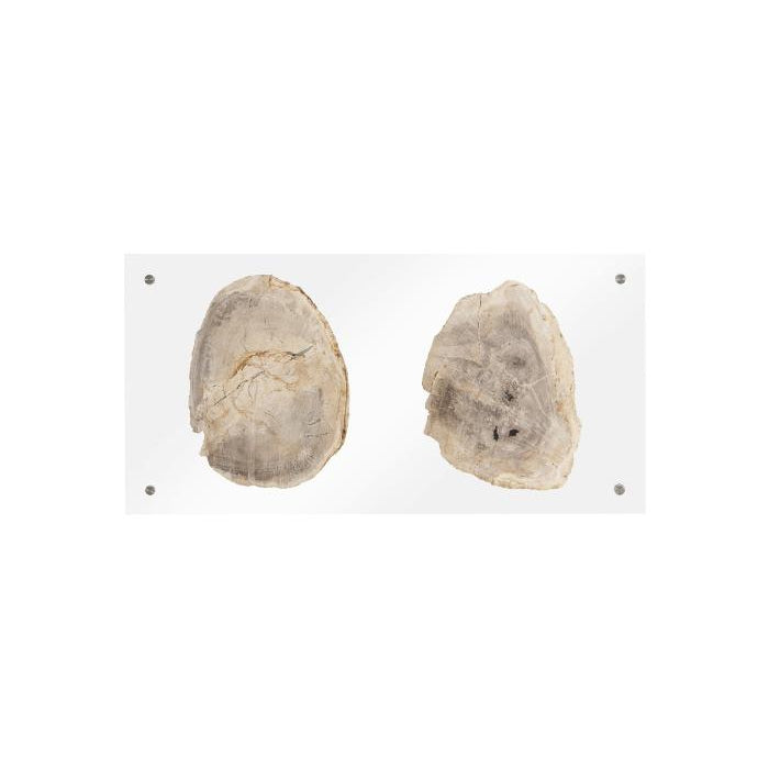 Floating Petrified Slice Wall Art-Phillips Collection-PHIL-ID97236-Wall ArtSingle-7-France and Son