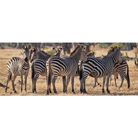 Line of Zebras-Wendover-WEND-LA4138-Wall Art-1-France and Son
