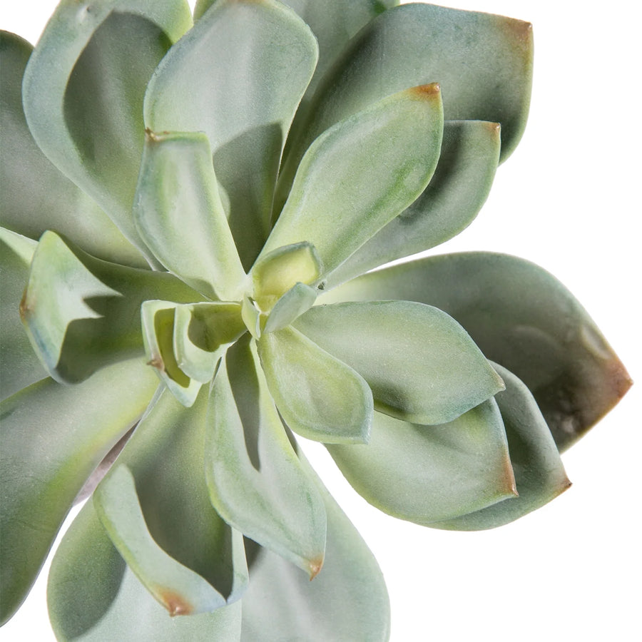 Echeveria Grapto Ghost 6.5"OD - Set of 12-Gold Leaf Design Group-GOLDL-PB7073-GH-Planters-1-France and Son