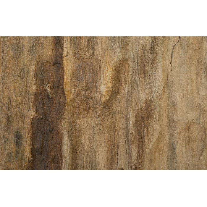 Cast Petrified Wood Wall Tile-Phillips Collection-PHIL-PH89988-Wall ArtSquare-8-France and Son