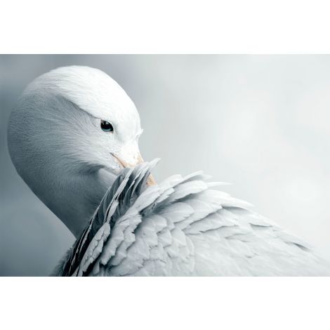 Elegant Bird-Wendover-WEND-WAN2226-Wall Art-1-France and Son