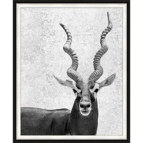 Silver Antelope-Wendover-WEND-WAN2237-Wall Art-1-France and Son