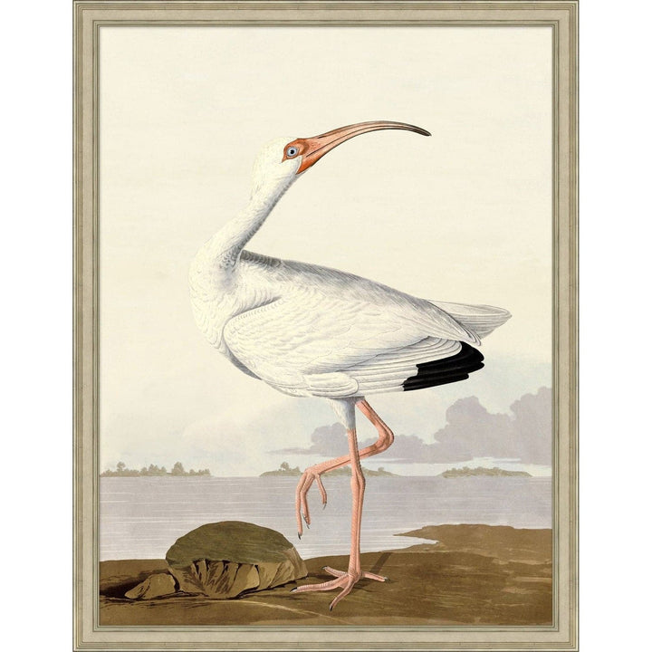 Audubon Ibis-Wendover-WEND-WCL2863-Wall Art1-1-France and Son