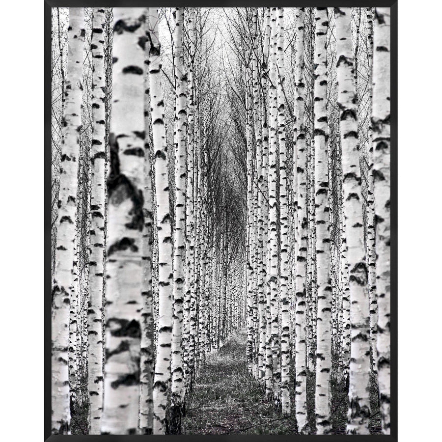 Birch Pathway-Wendover-WEND-WLA1969-Wall Art-1-France and Son