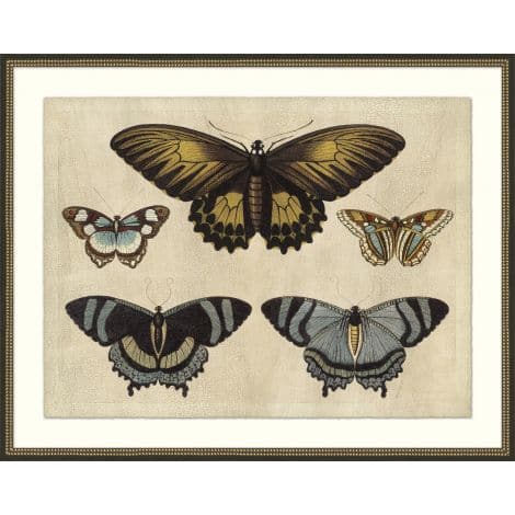 Crackled Butterfly Chart-Wendover-WEND-WNT2043-Wall ArtI-1-France and Son