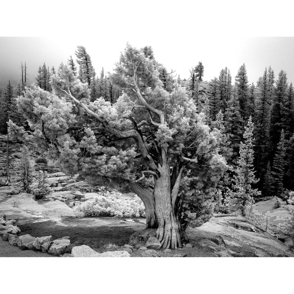 Yosemite Landscape-Wendover-WEND-WPH1067-Wall Art2-2-France and Son