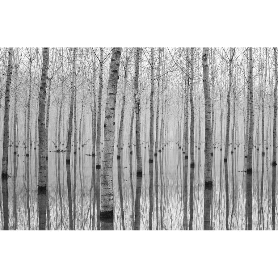 Magical Birch Trees-Wendover-WEND-WPH1226-Wall Art-1-France and Son