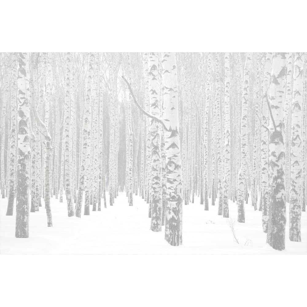 Winter Tree Variation Path-Wendover-WEND-WPH1287-Wall Art-2-France and Son