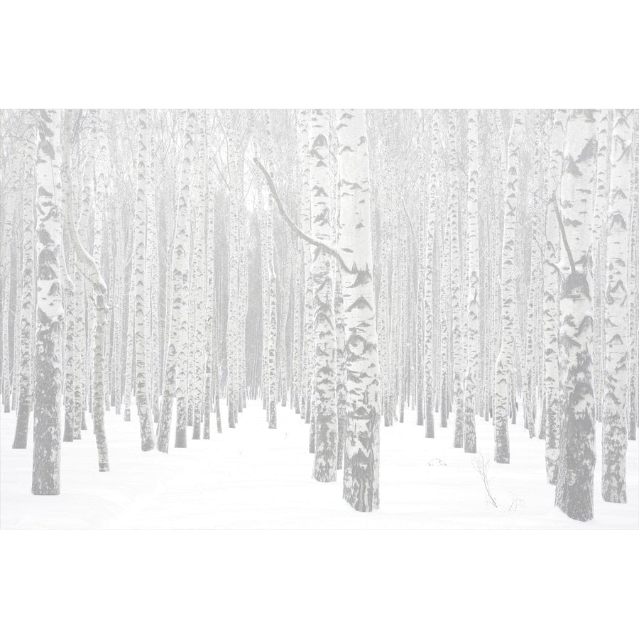 Winter Tree Variation Path-Wendover-WEND-WPH1287-Wall Art-1-France and Son
