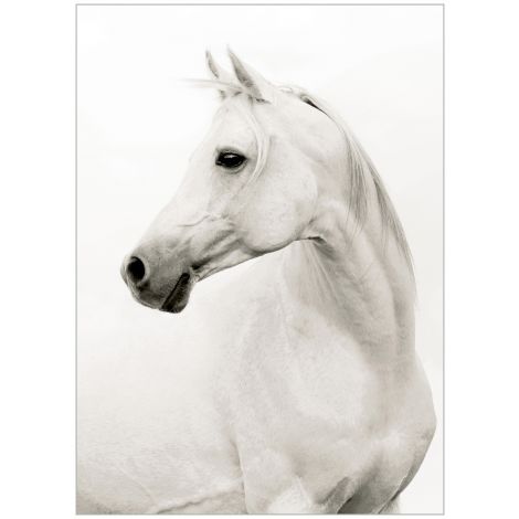 Portrait of a Stallion-Wendover-WEND-WPH1614-Wall Art-1-France and Son