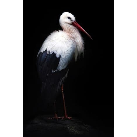 Stork-Wendover-WEND-WPH1697-Wall Art-1-France and Son