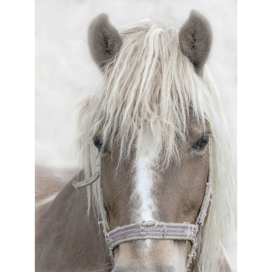 Horse Portrait-Wendover-WEND-WTUR0171-Wall ArtHorse Portrait 1-1-France and Son
