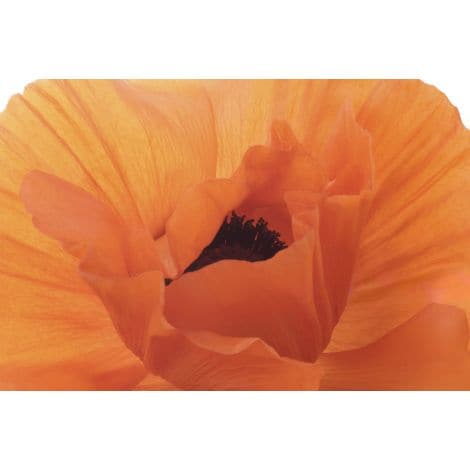 Brillant Orange Poppy-Wendover-WEND-WTUR0398-Wall ArtII-2-France and Son